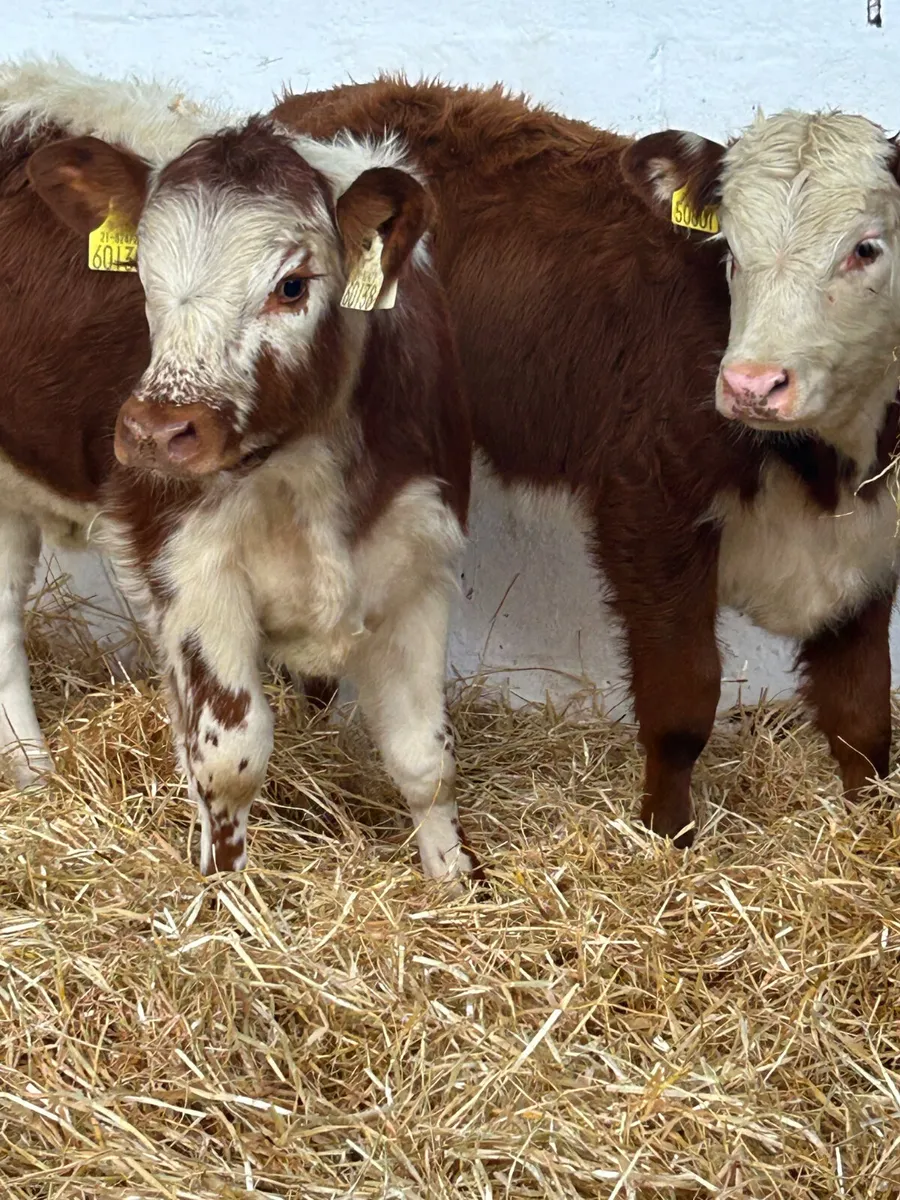 2 PROPER BREEDING HEIFERS - Image 3