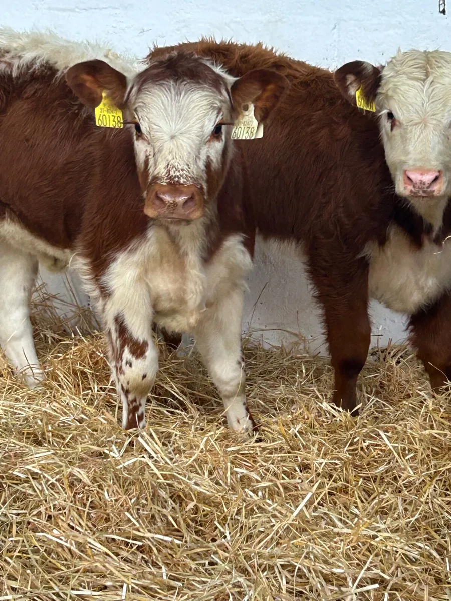 2 PROPER BREEDING HEIFERS - Image 4