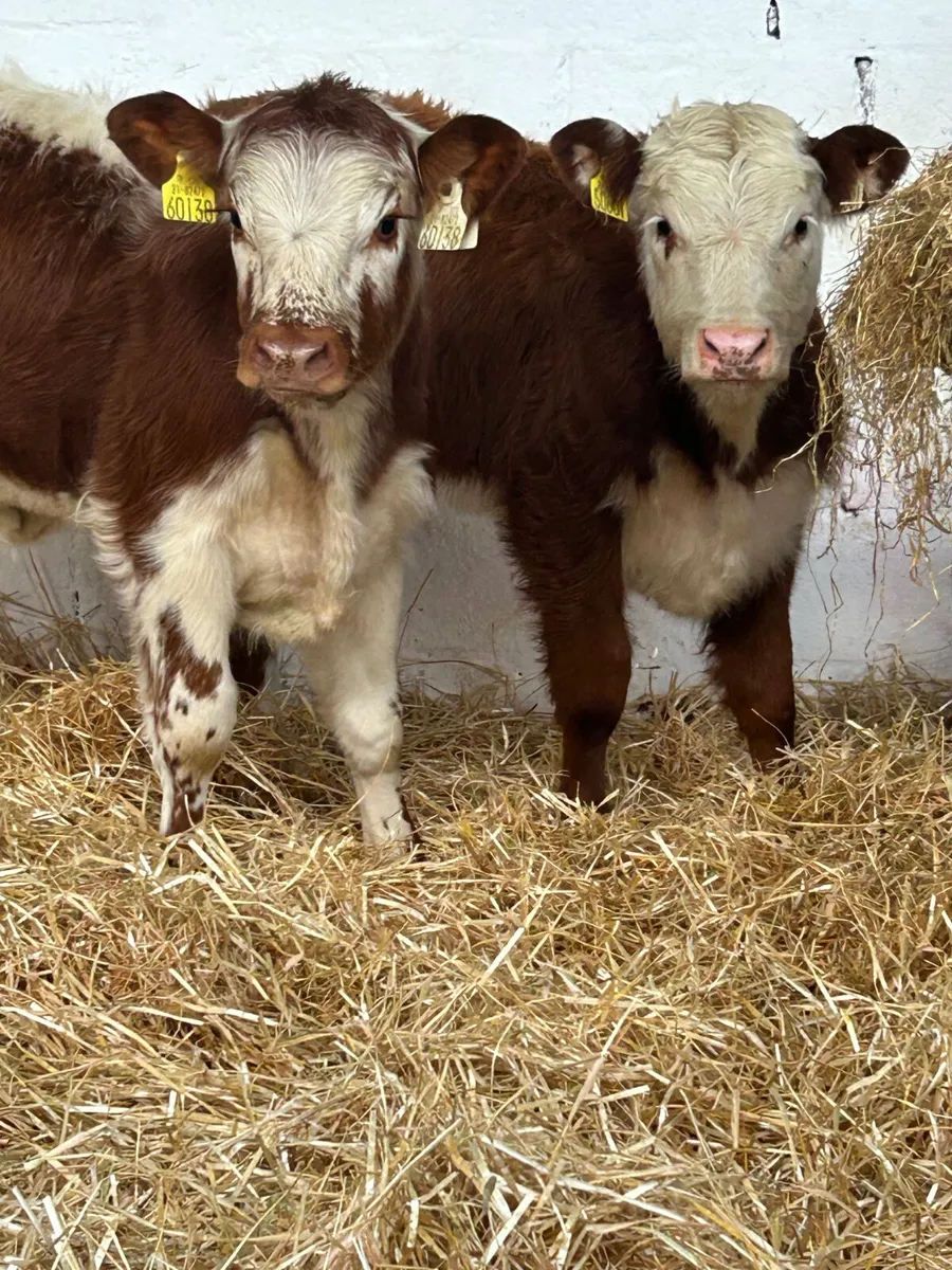 2 PROPER BREEDING HEIFERS - Image 1