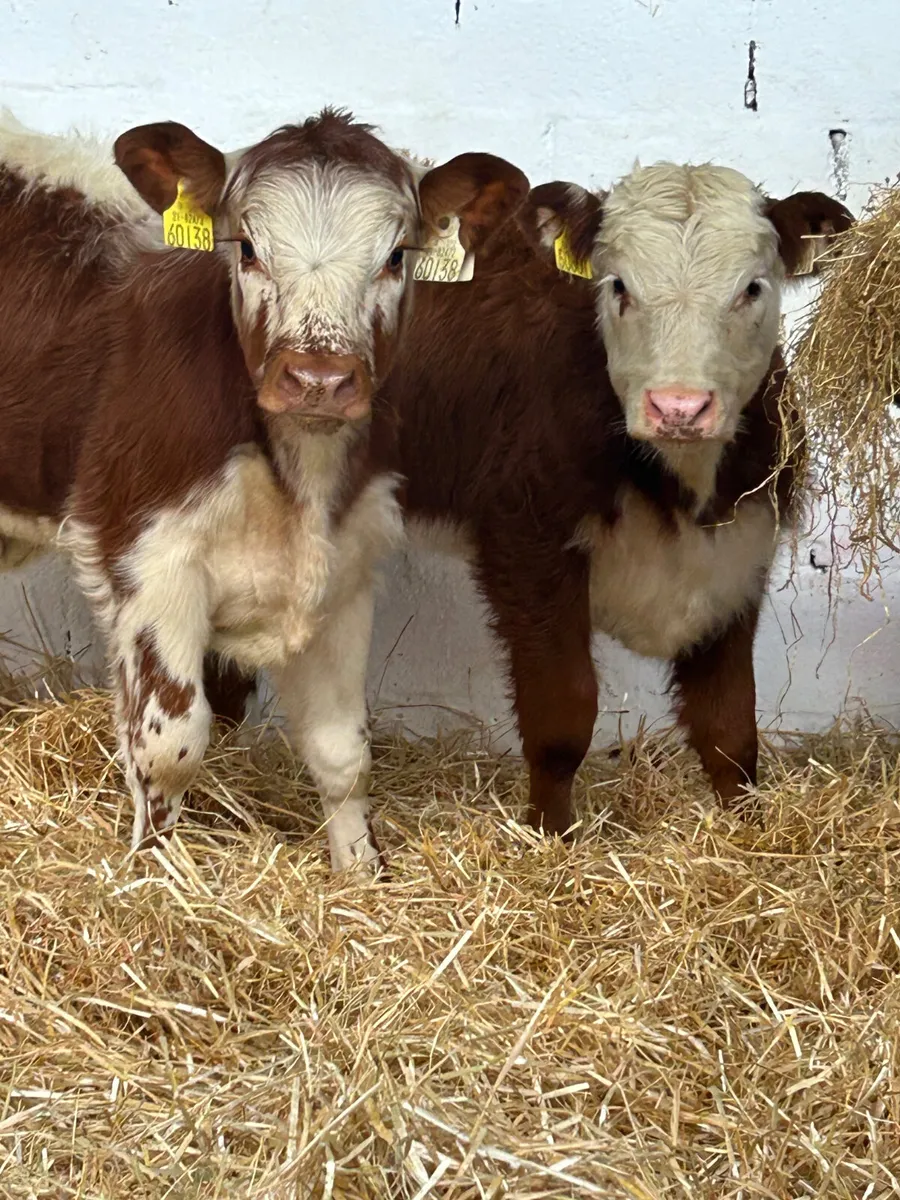 2 PROPER BREEDING HEIFERS - Image 2