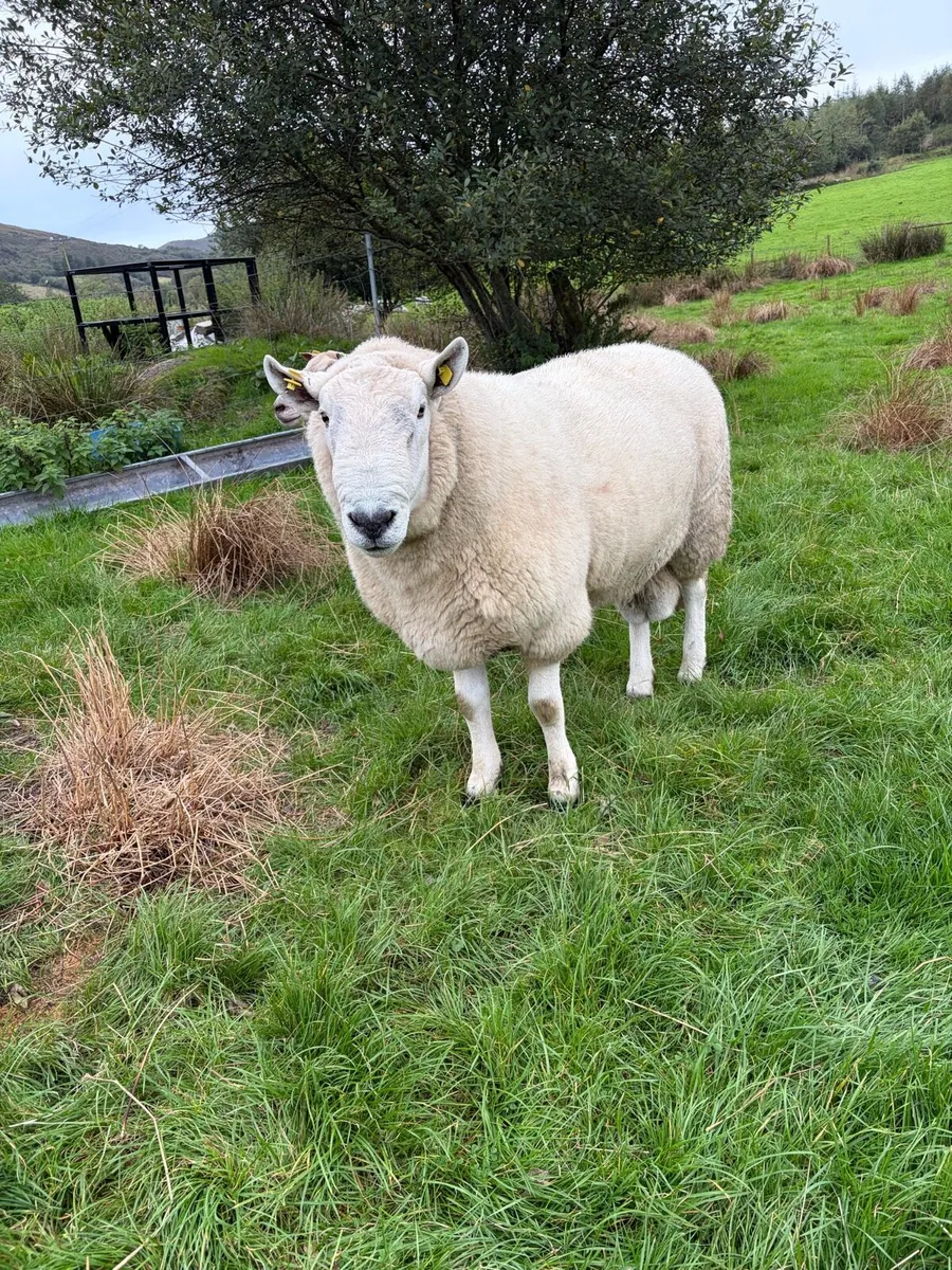 Wicklow Cheviot Ram - SIS Approved - Image 4
