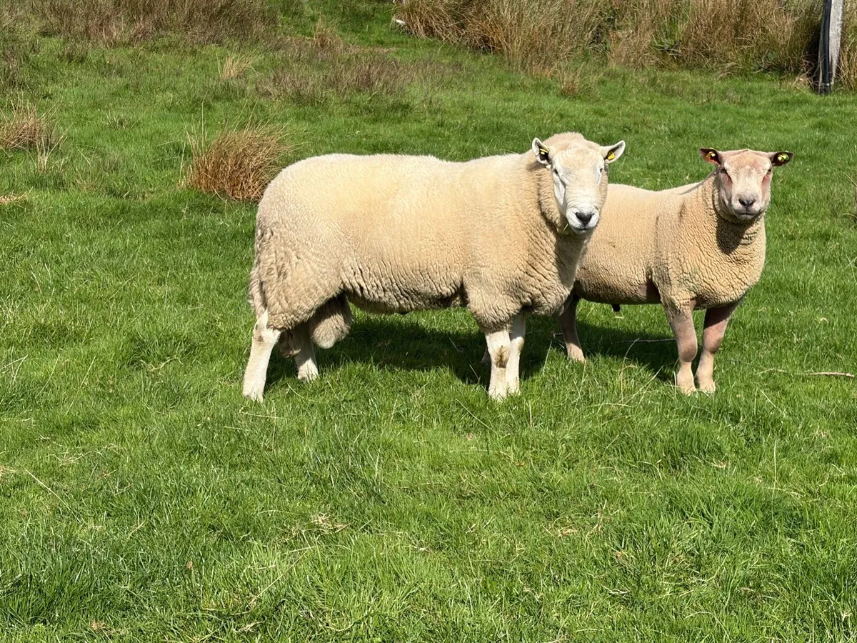 Wicklow Cheviot Ram - SIS Approved - Image 2