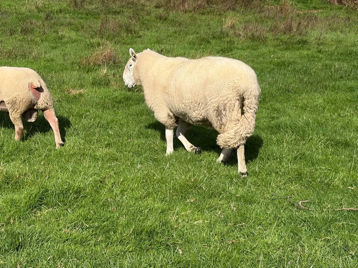 Wicklow Cheviot Ram - SIS Approved - Image 3