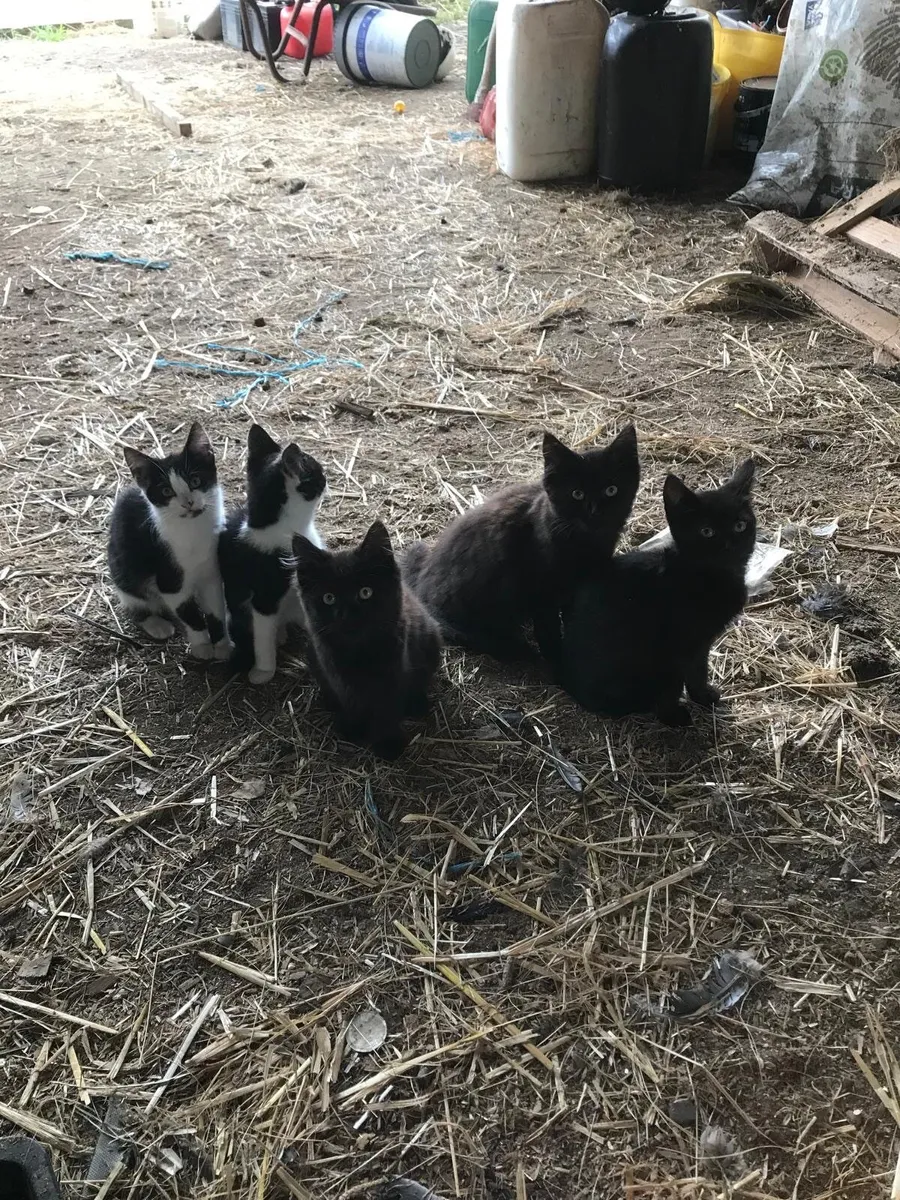 Kittens