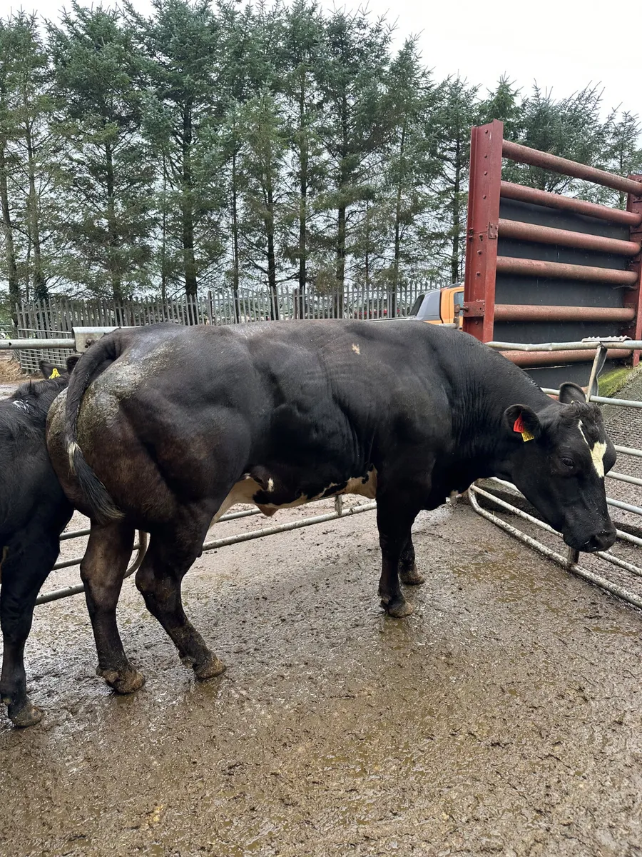 Show cow and calve - Image 4