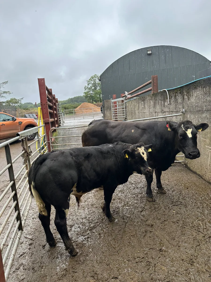 Show cow and calve - Image 2