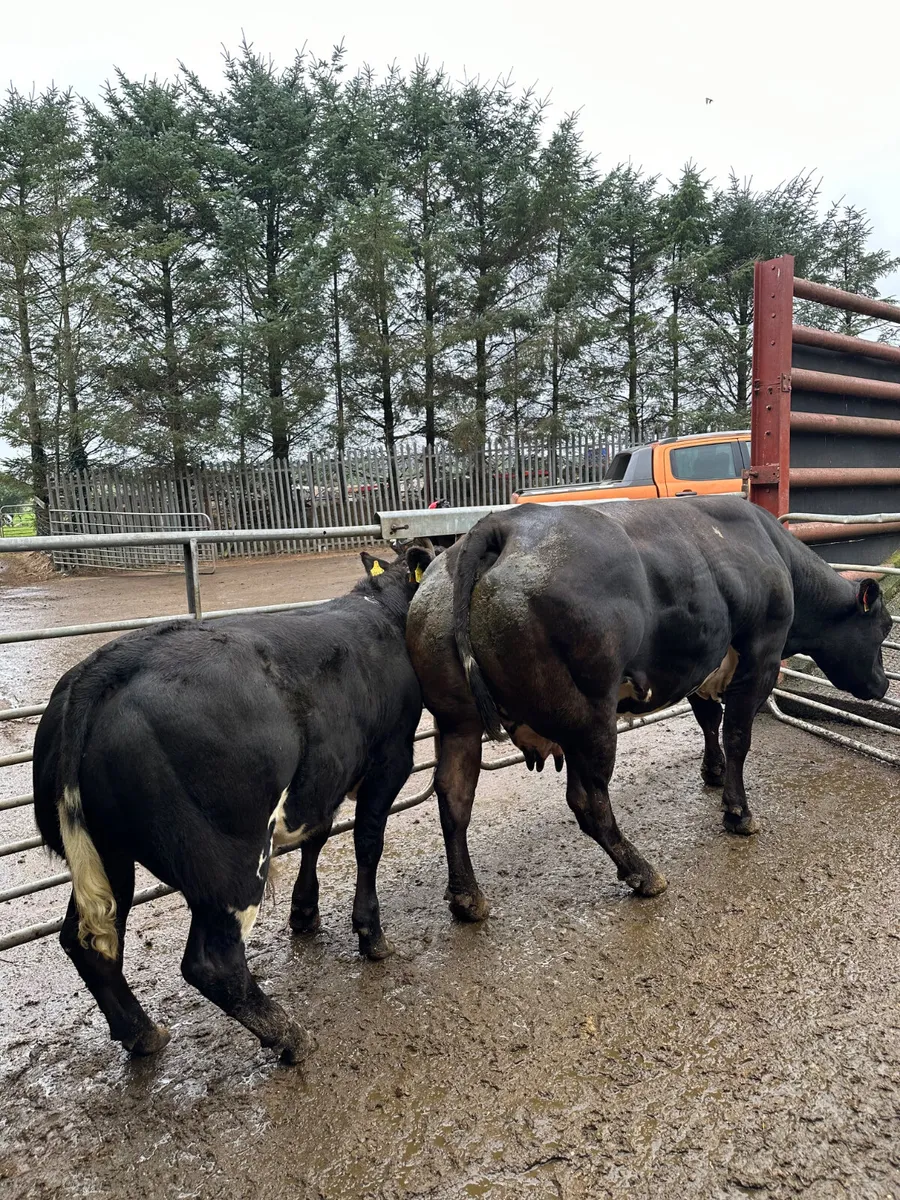 Show cow and calve - Image 3