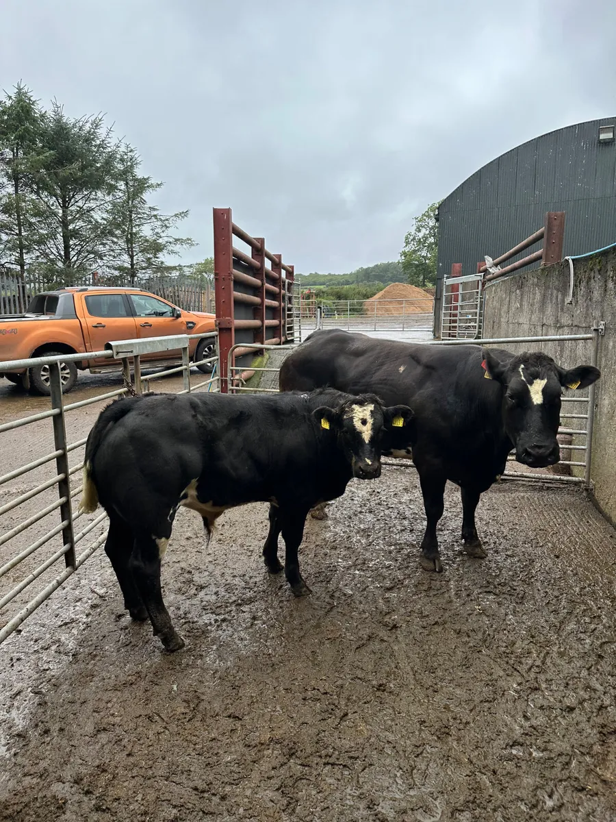 Show cow and calve - Image 1