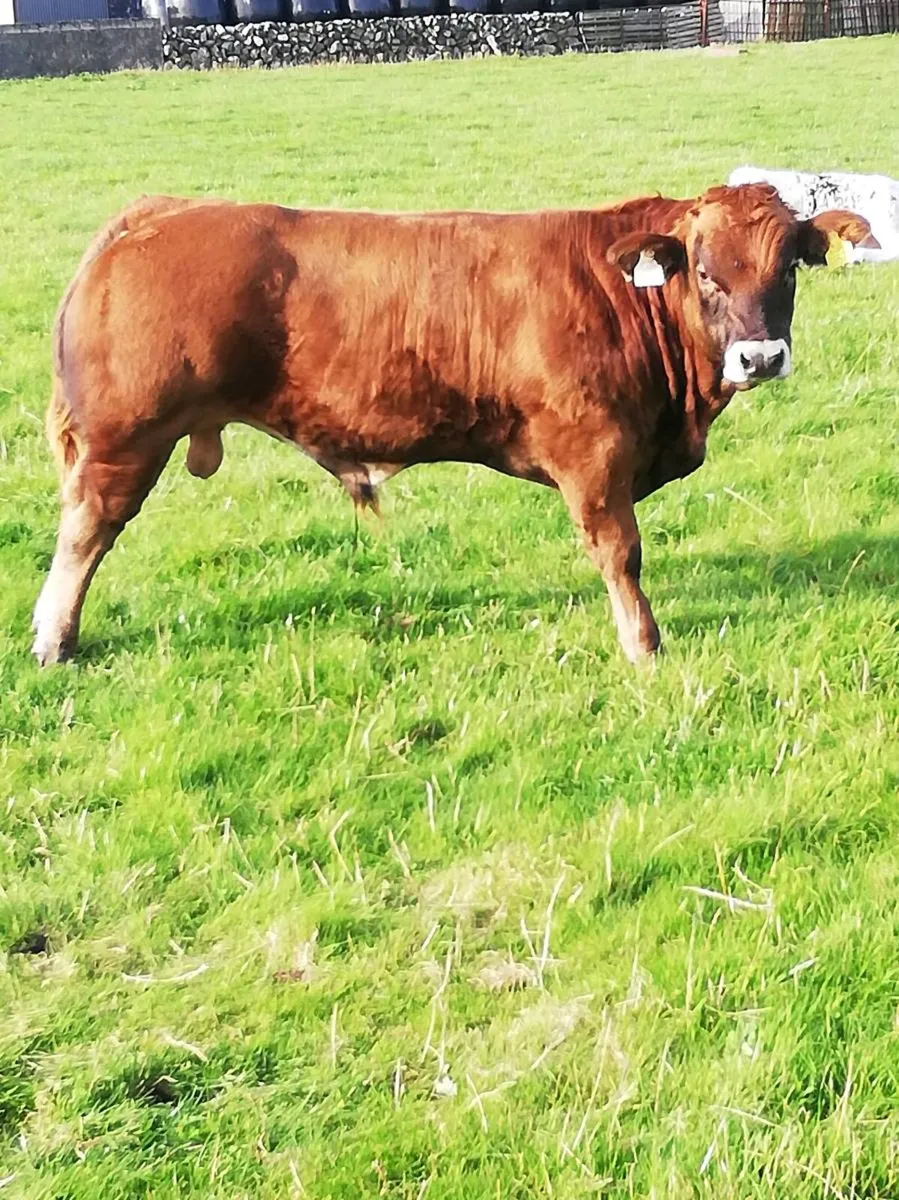 LMx BULL WEANLINGS Gort Mart - Image 1
