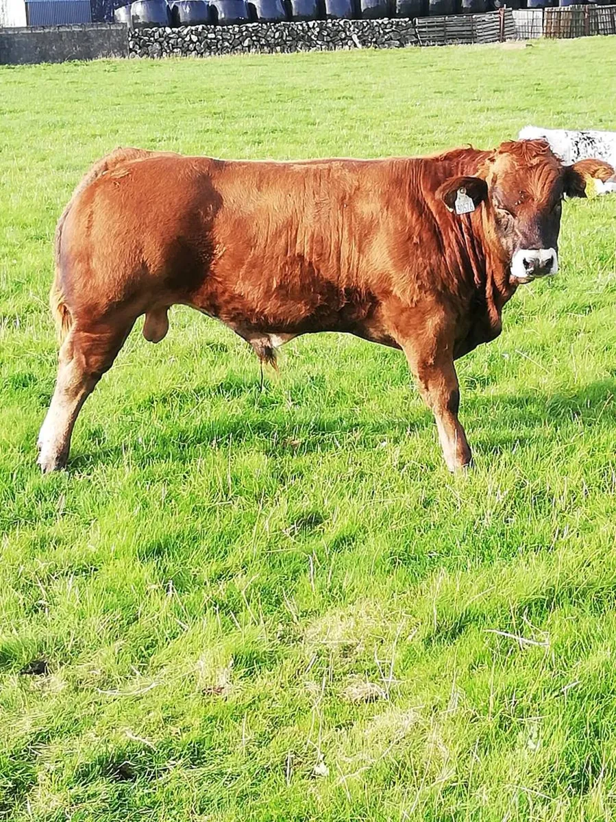 LMx BULL WEANLINGS Gort Mart - Image 2