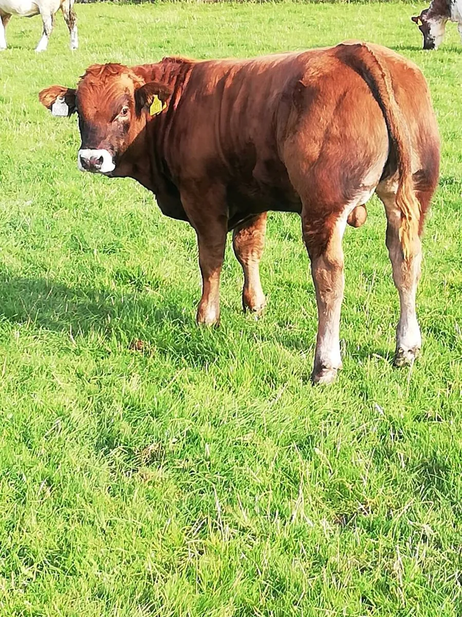 LMx BULL WEANLINGS Gort Mart - Image 3