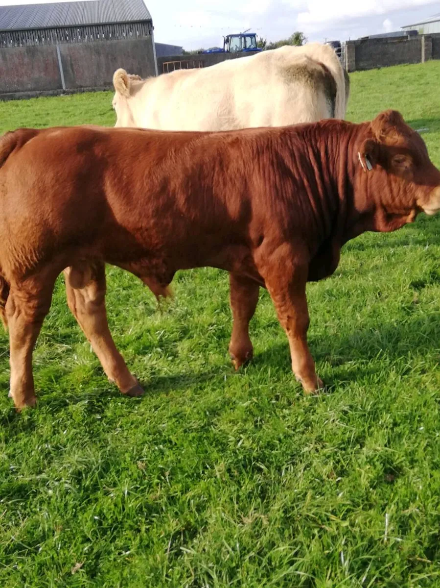 LMx BULL WEANLINGS Gort Mart - Image 4