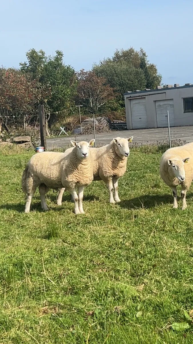 Pb Cheviot Hoggets rams - Image 1
