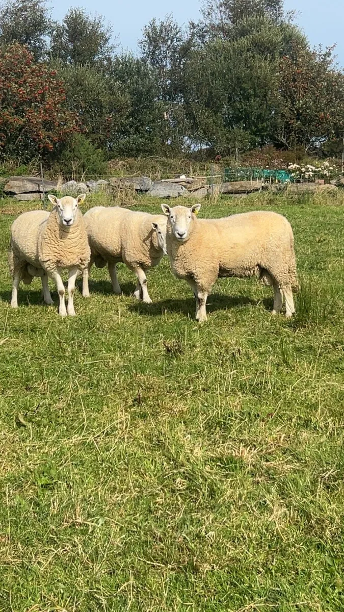 Pb Cheviot Hoggets rams - Image 2