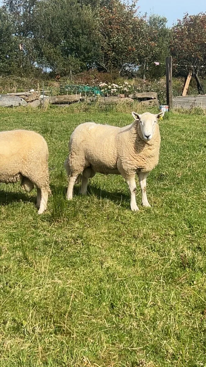Pb Cheviot Hoggets rams - Image 3
