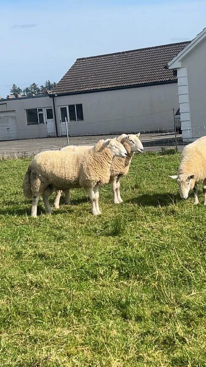Pb Cheviot Hoggets rams - Image 4