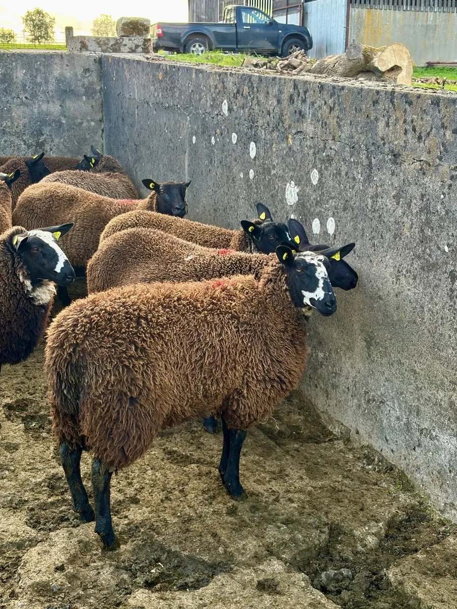 12 Zwartbles Suffolk/Milford cross ewe lambs - Image 2
