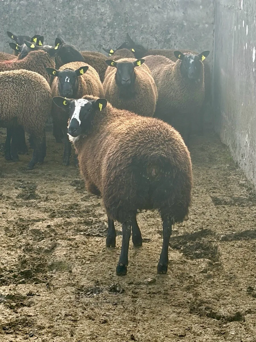 12 Zwartbles Suffolk/Milford cross ewe lambs - Image 1