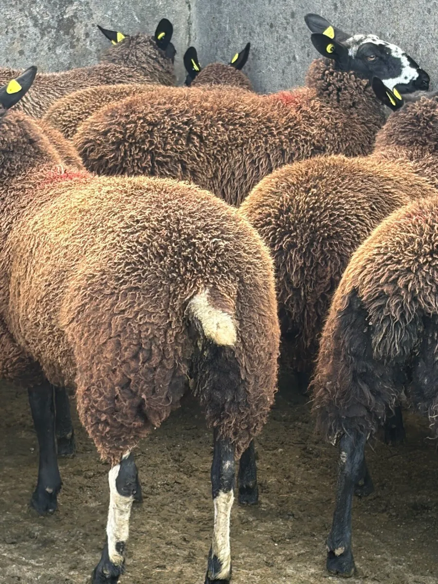 12 Zwartbles Suffolk/Milford cross ewe lambs - Image 3