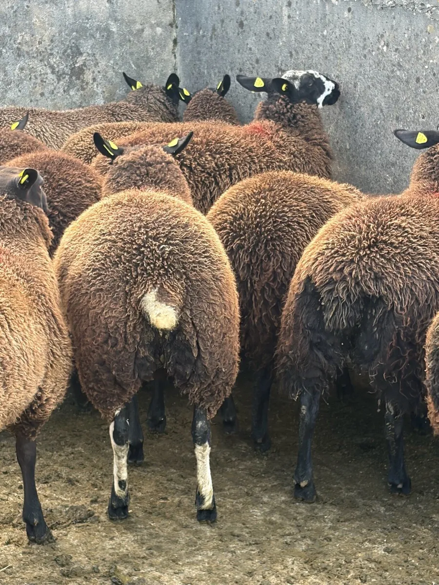 12 Zwartbles Suffolk/Milford cross ewe lambs - Image 4