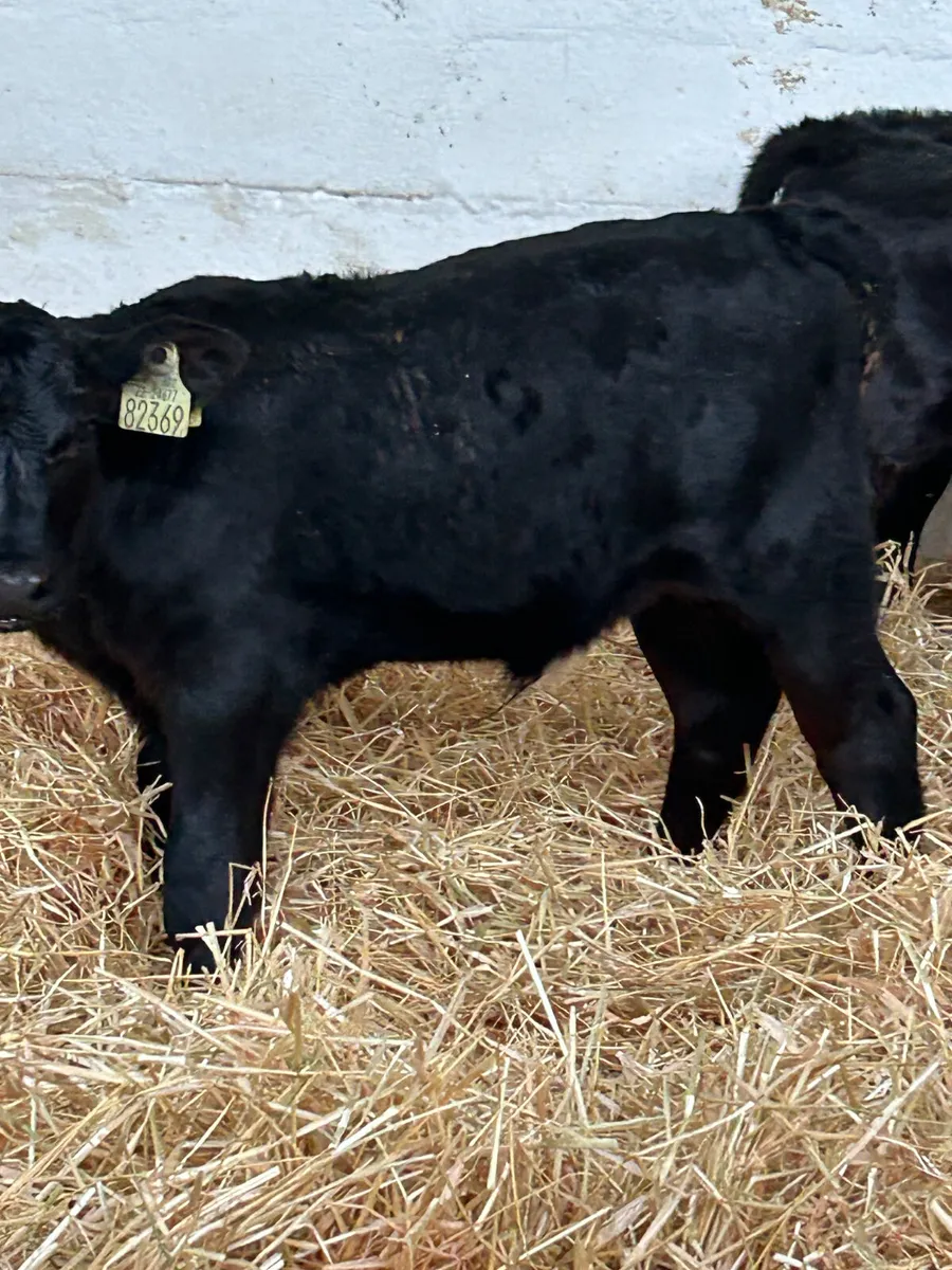 3 ABERDEEN ANGUS AND 1 CH SUCK - Image 2