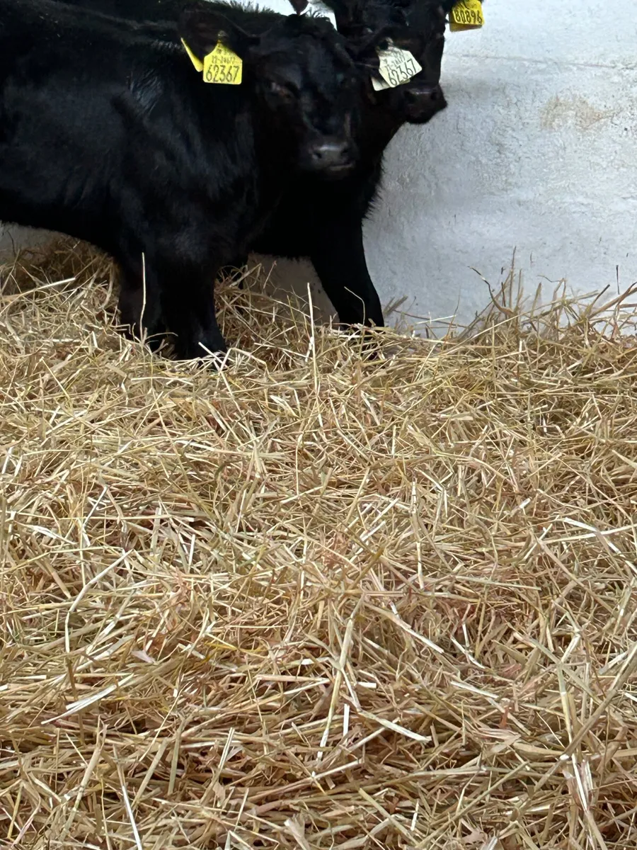 4 ABERDEEN ANGUS SUCK CALVES - Image 2