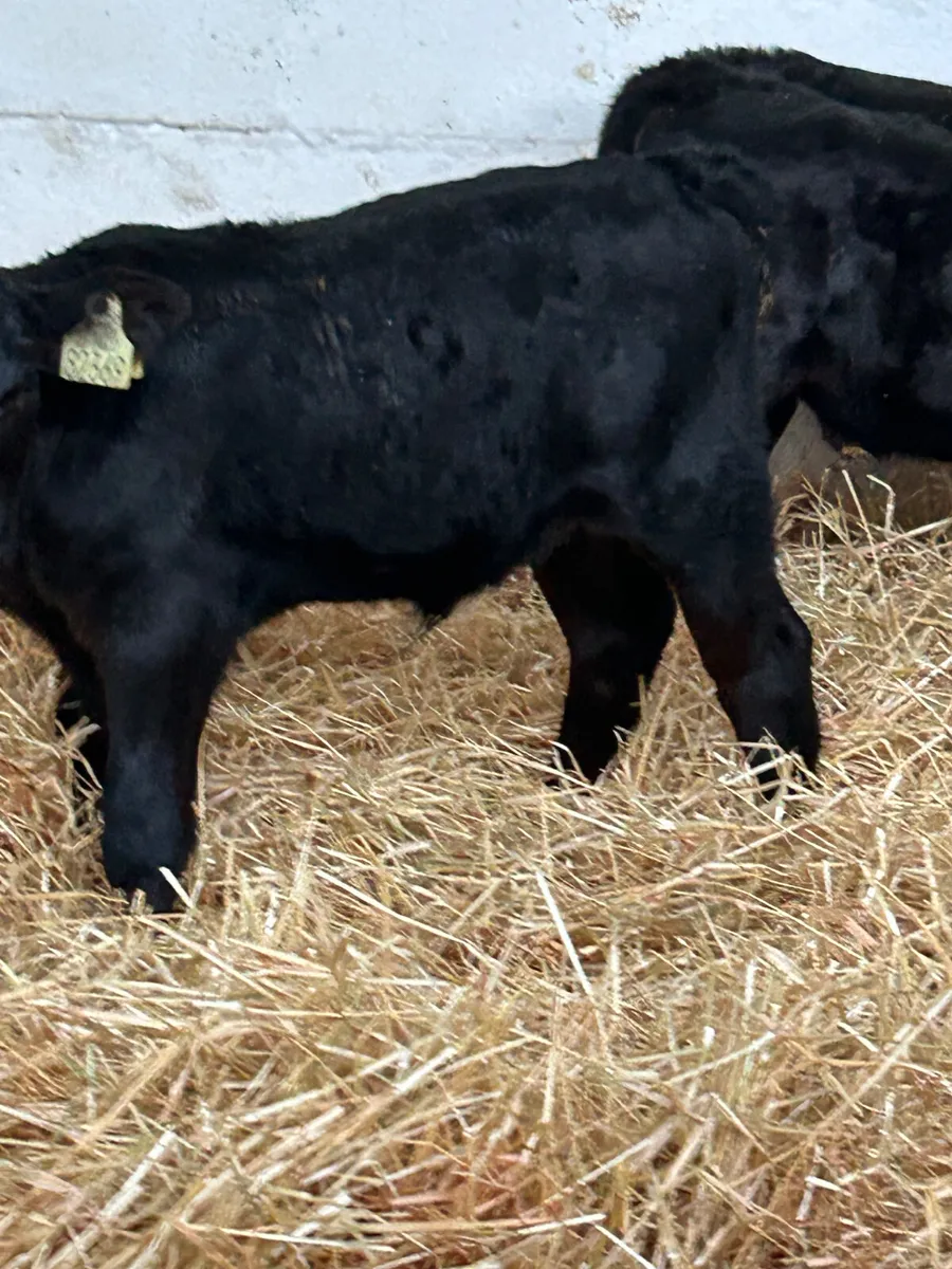 3 ABERDEEN ANGUS AND 1 CH SUCK - Image 3