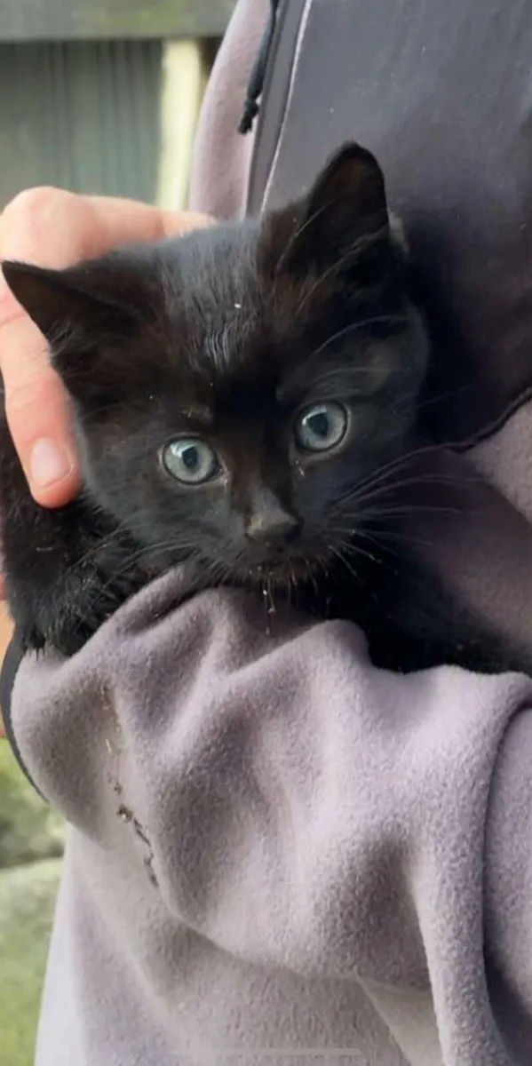 Kittens - Image 1