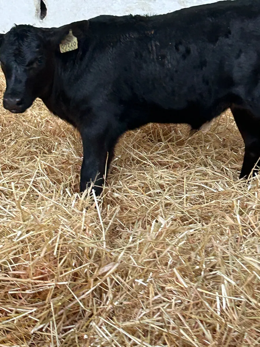 3 ABERDEEN ANGUS AND 1 CH SUCK - Image 4