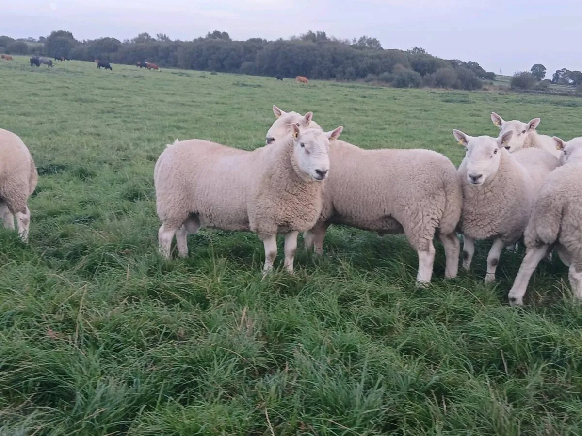 Cheviot Rams - Image 2