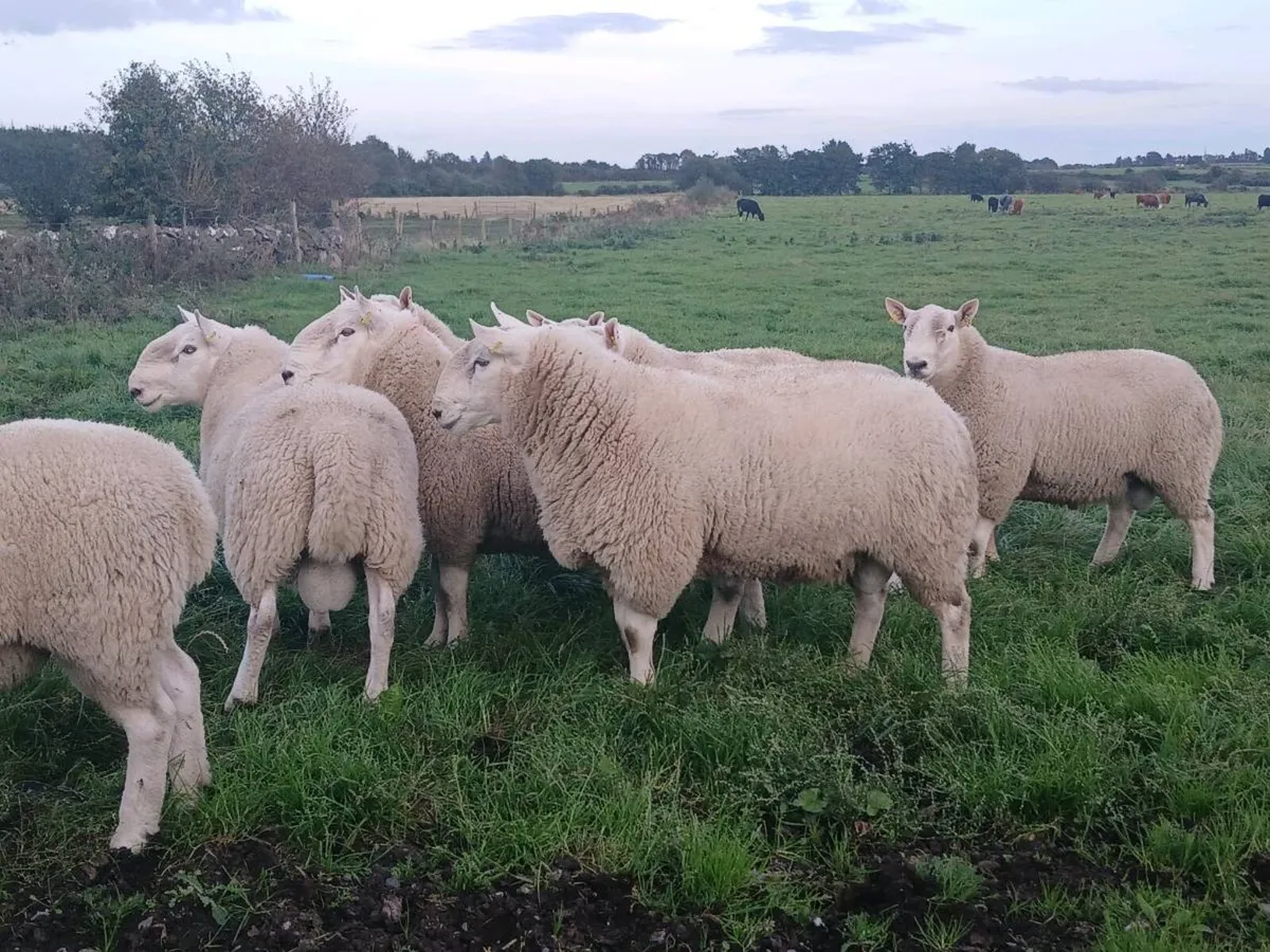 Cheviot Rams - Image 1