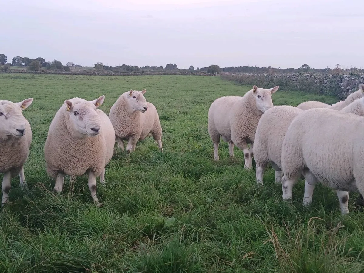 Cheviot Rams - Image 3