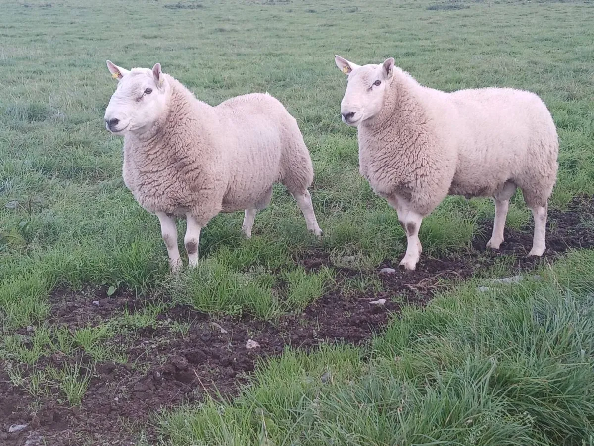 Cheviot Rams - Image 4
