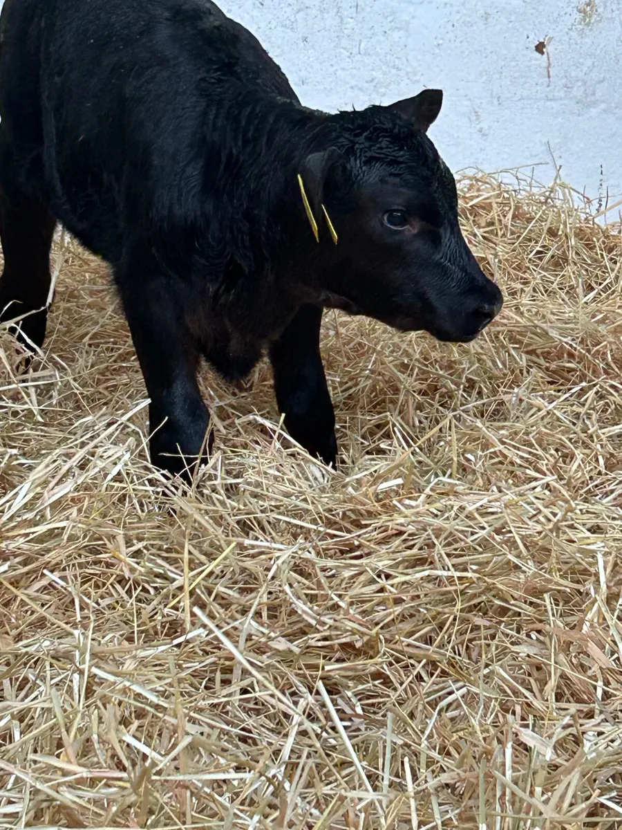 3 ABERDEEN ANGUS AND 1 CH SUCK - Image 1