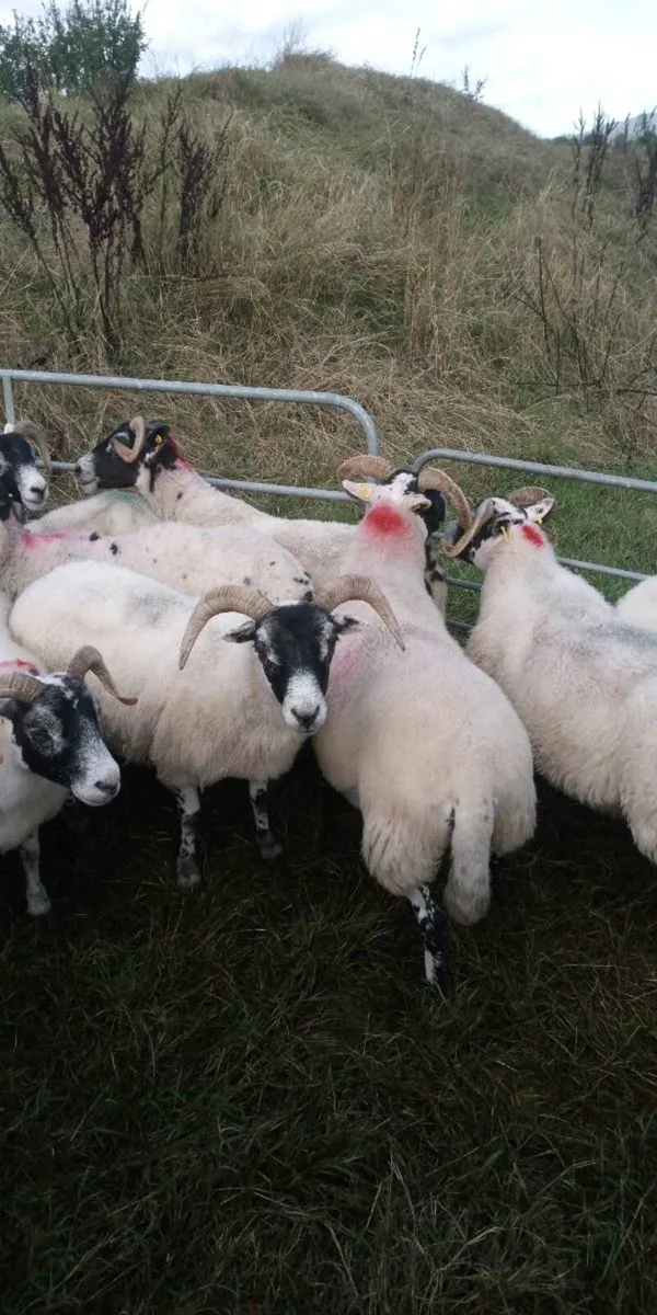 Lanark Ewes - Image 1