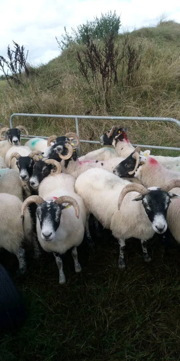 Lanark Ewes - Image 2