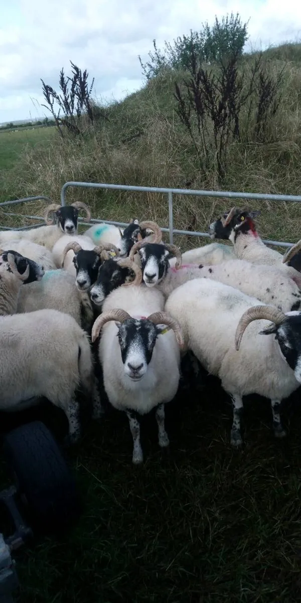 Lanark Ewes - Image 3