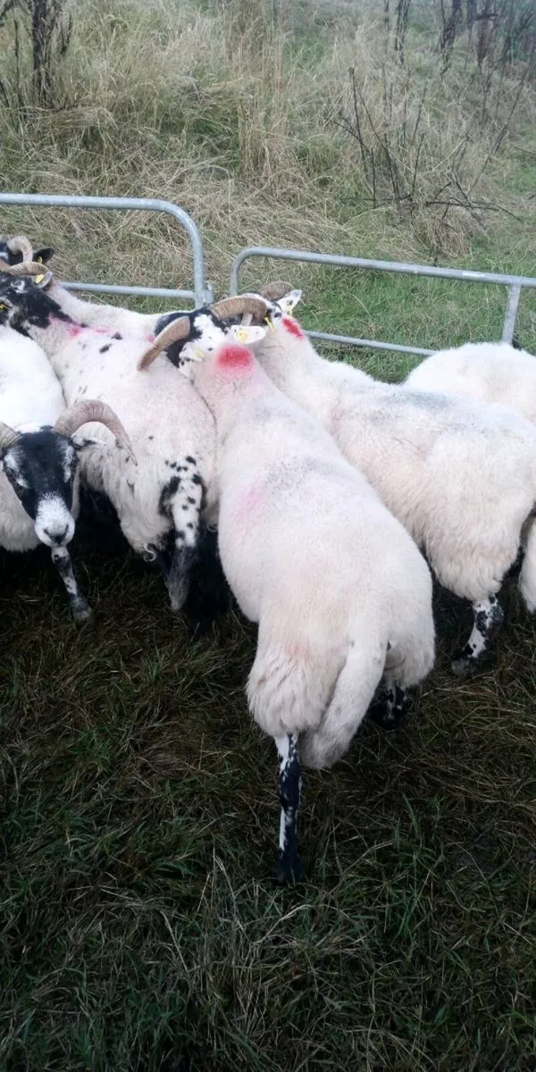 Lanark Ewes - Image 4