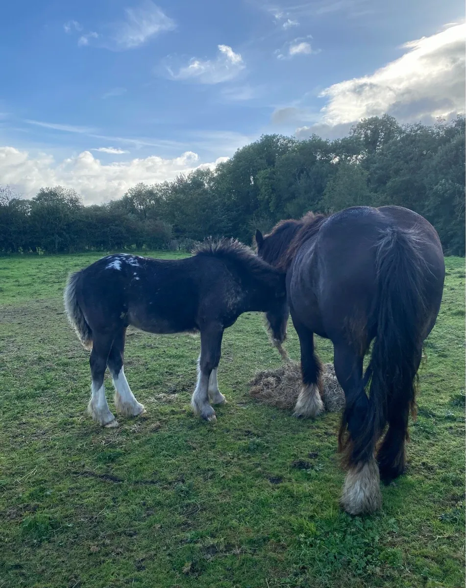 Foal