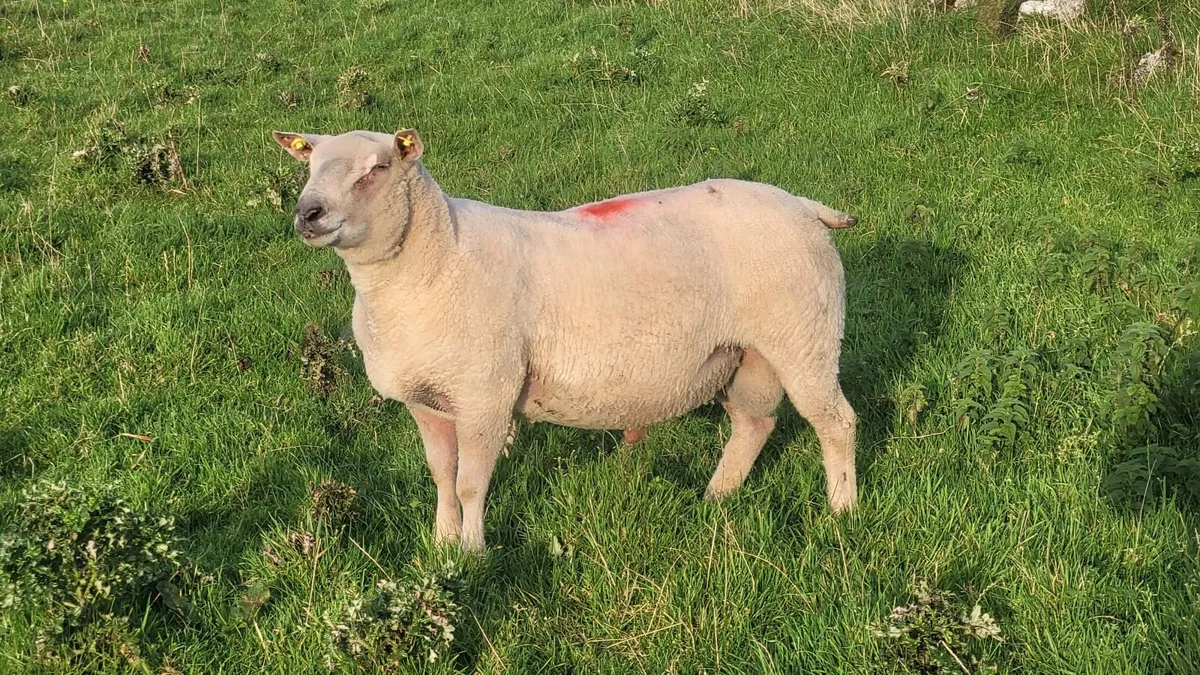 Pure Bred Registered Charolais Hoggett Ram - Image 1