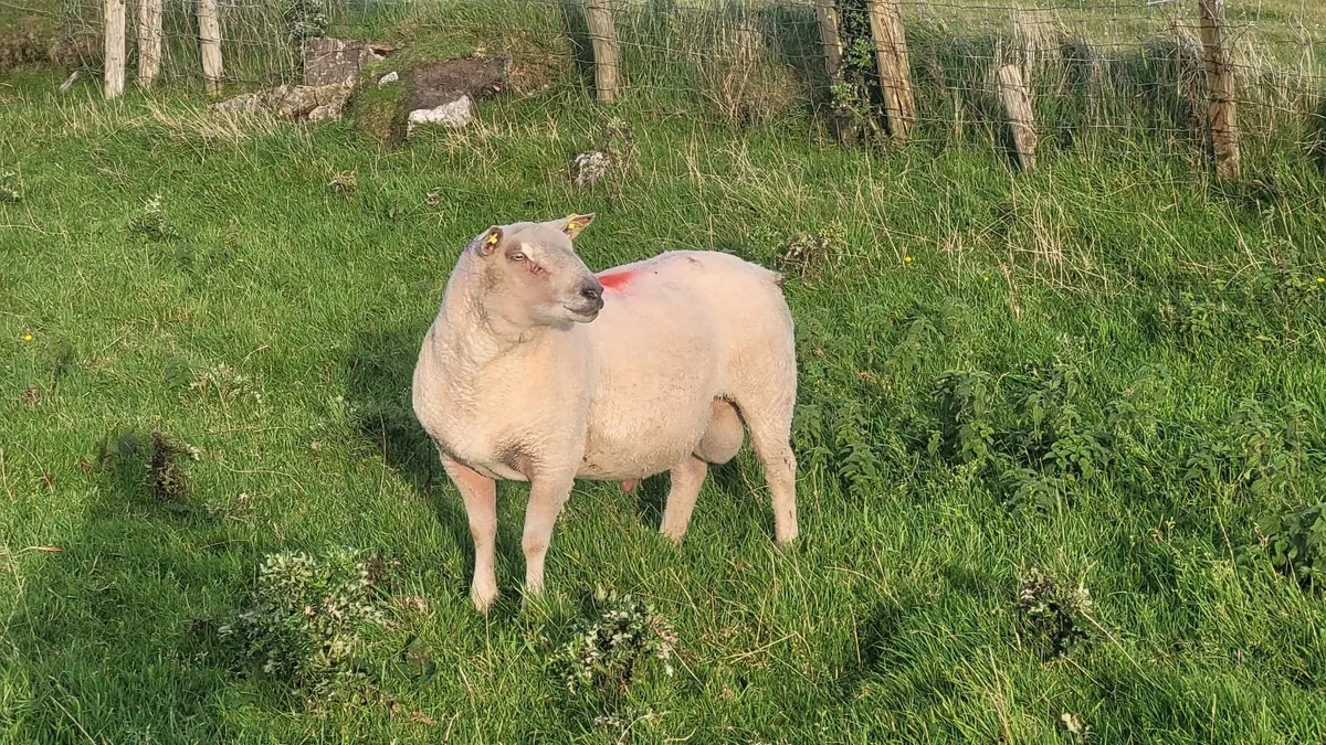 Pure Bred Registered Charolais Hoggett Ram - Image 2