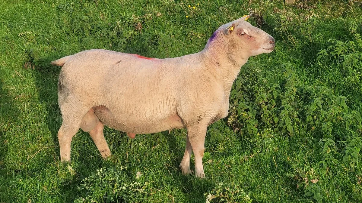 Pure Bred Registered Charolais Hoggett Ram - Image 3