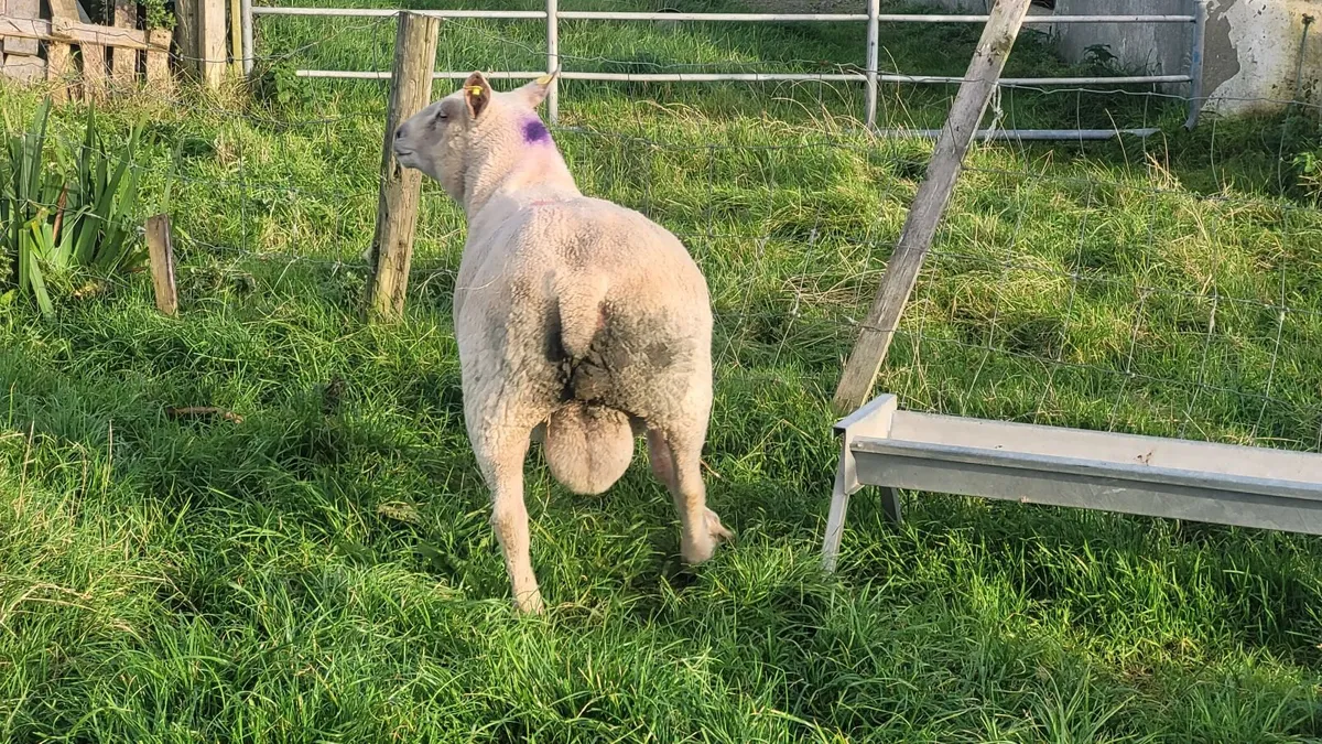 Pure Bred Registered Charolais Hoggett Ram - Image 4