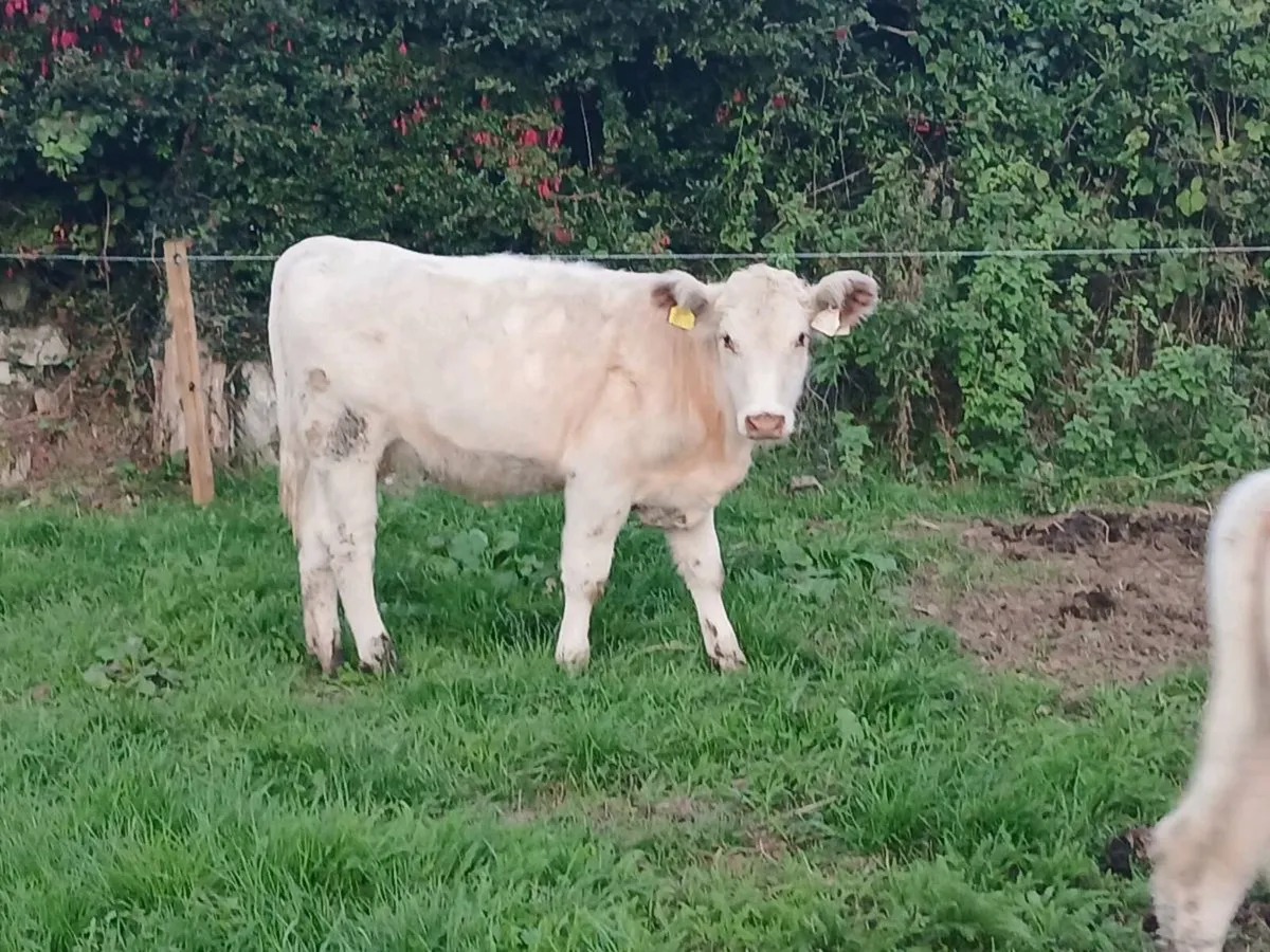 Shorthorn Heifers - Image 2