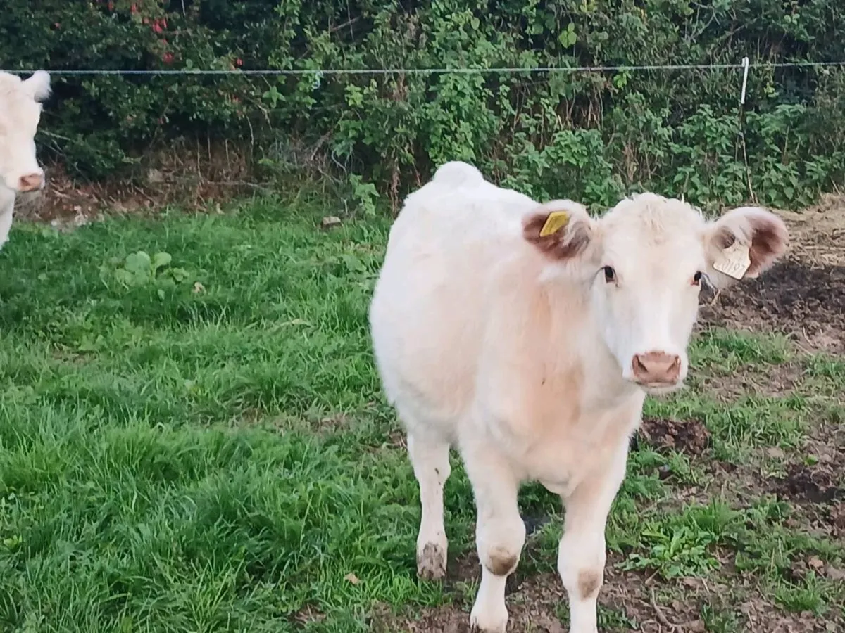 Shorthorn Heifers - Image 3