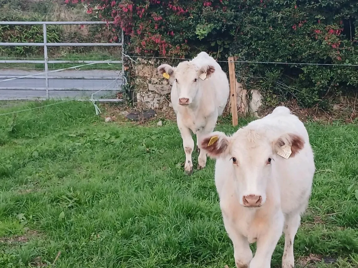 Shorthorn Heifers - Image 4