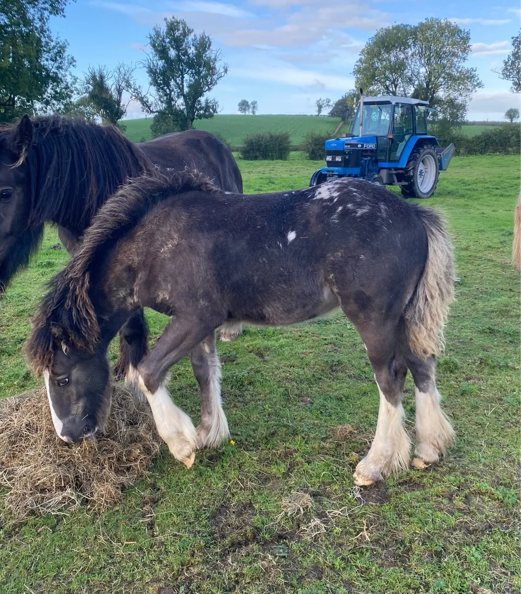 Foal - Image 1