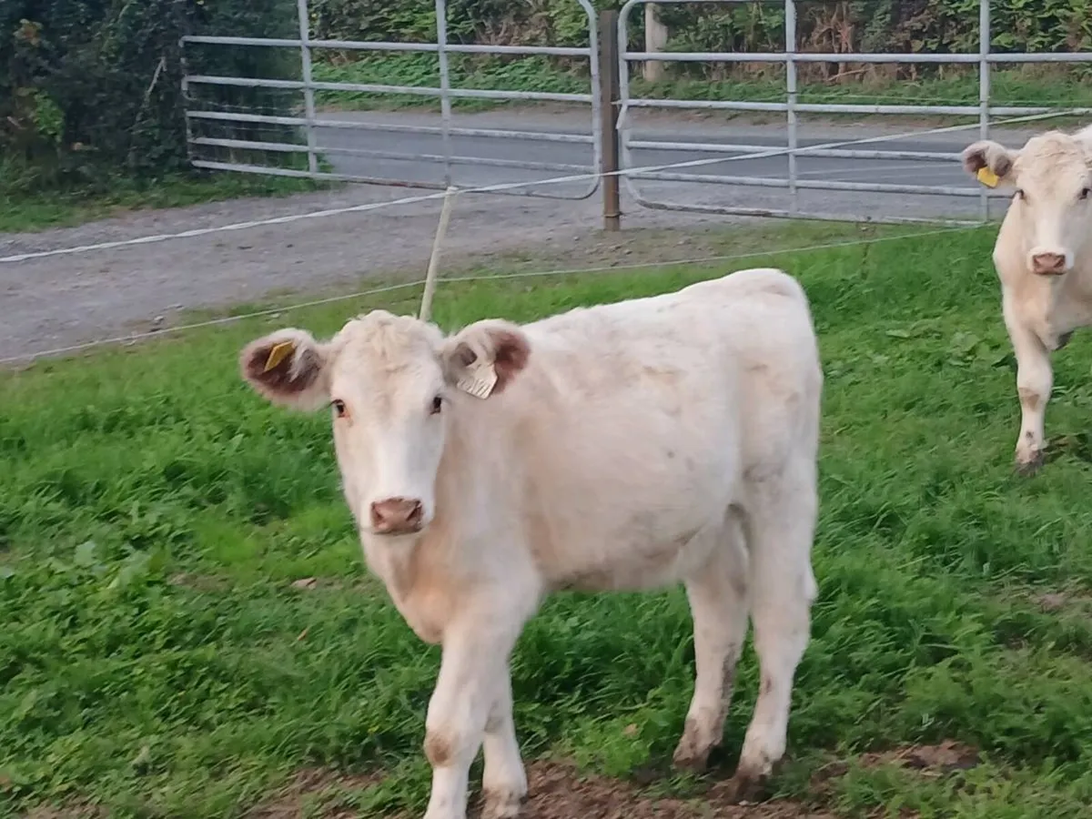 Shorthorn Heifers - Image 1