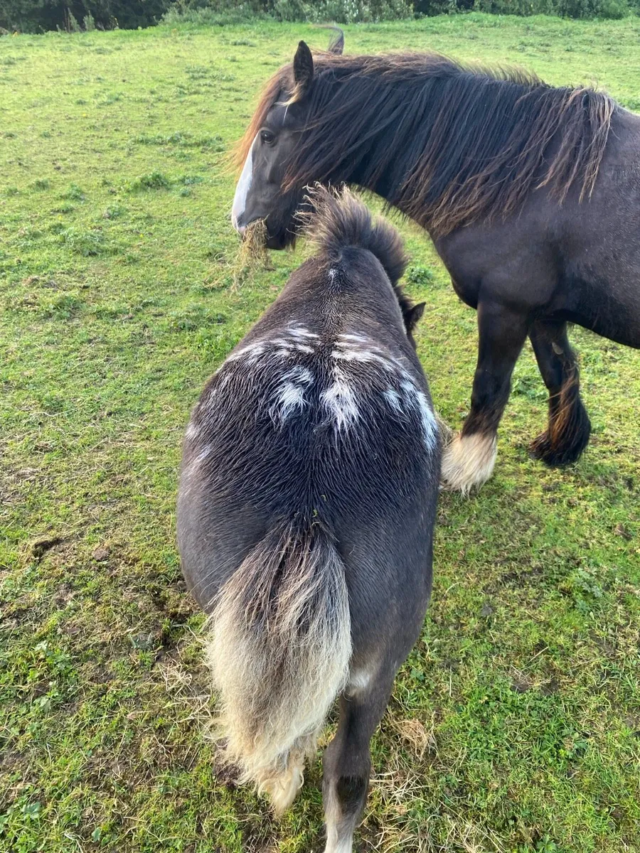Foal - Image 2