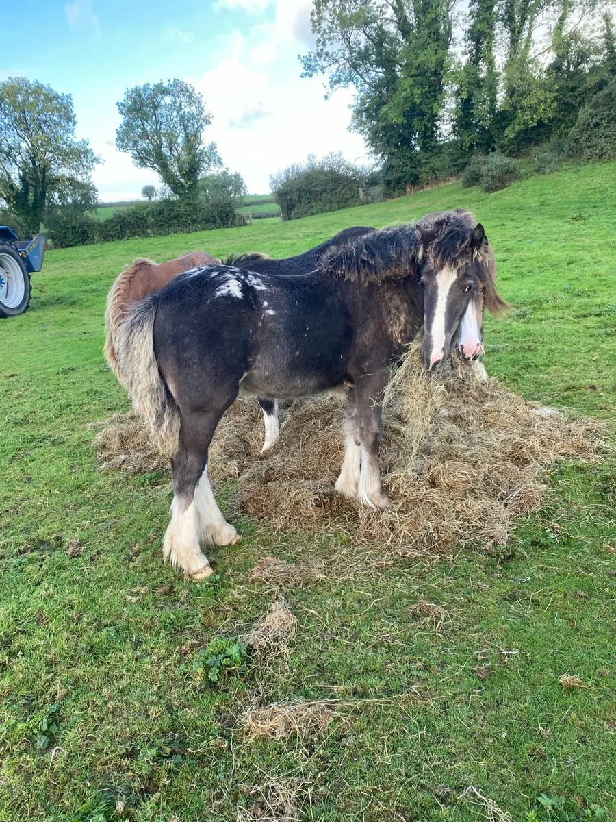 Foal - Image 3